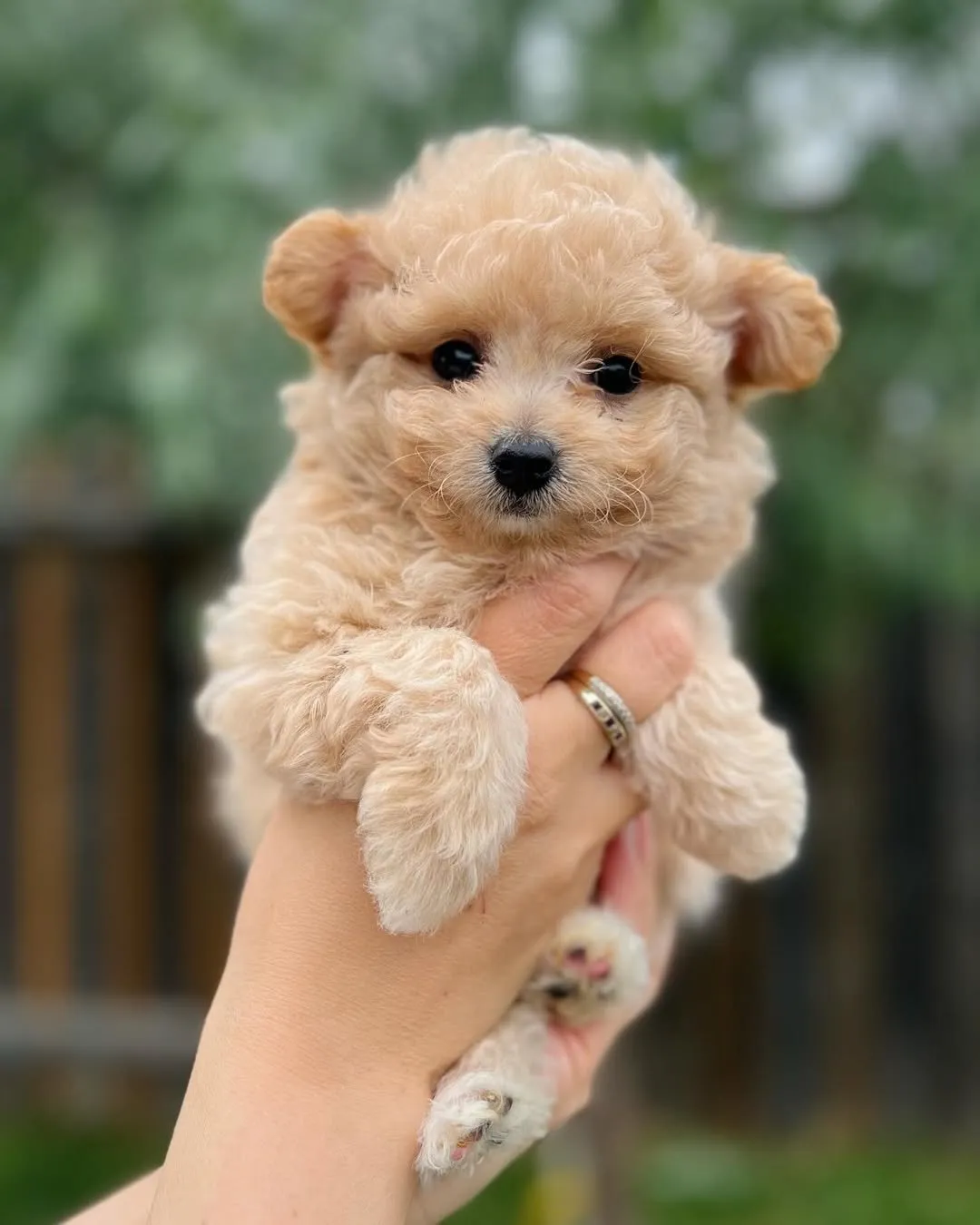 Bruno