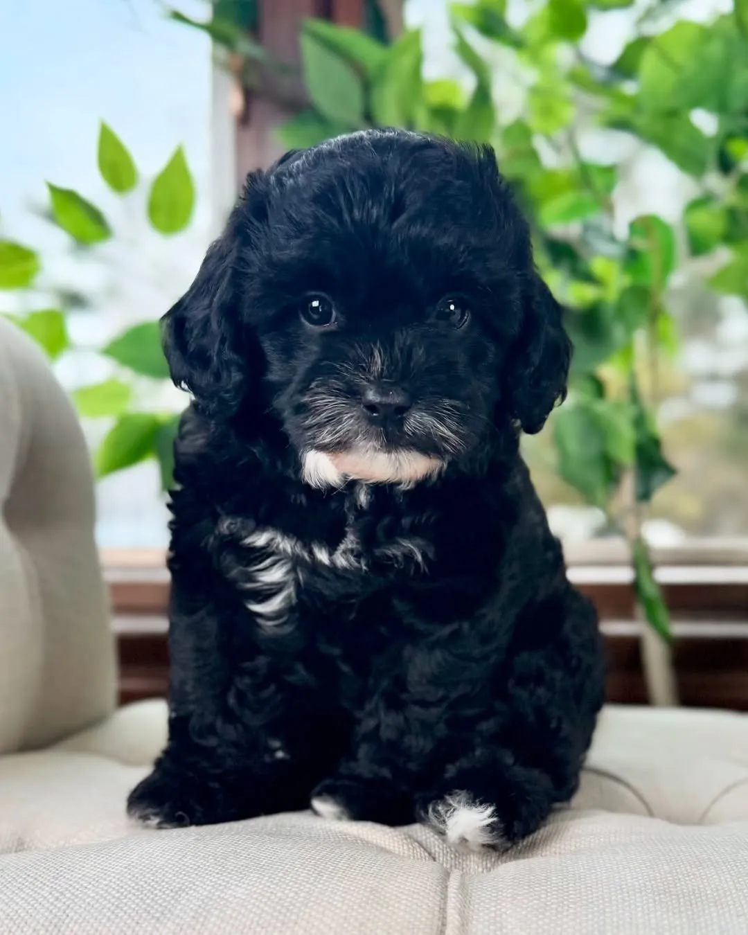 Cooper