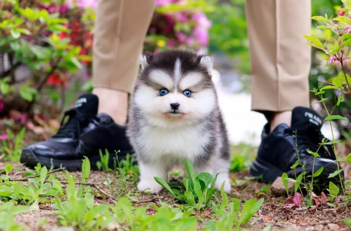 Maverick
