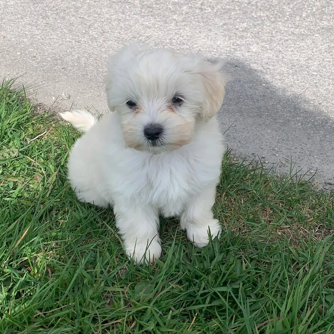 Zoe